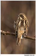 Reed-Bunting-7